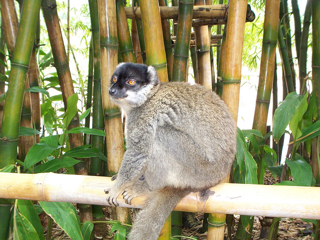 things to do in Madagascar