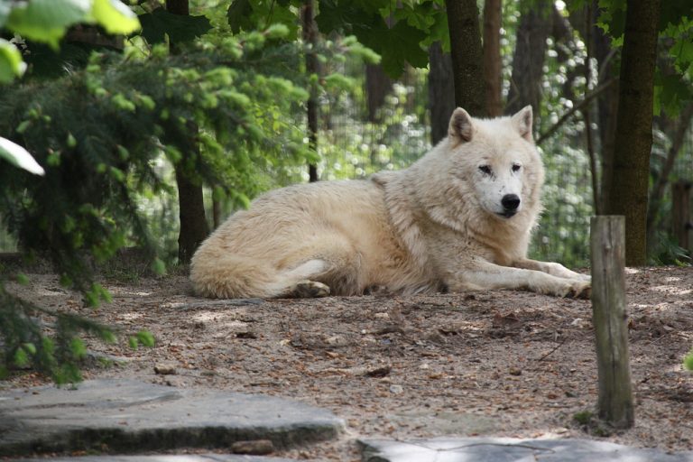 The 10 most beautiful zoos in France BonAdvisor