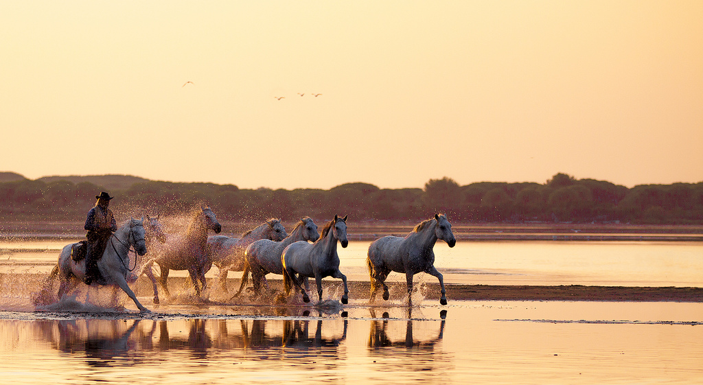 The Camargue - most beautiful place in france