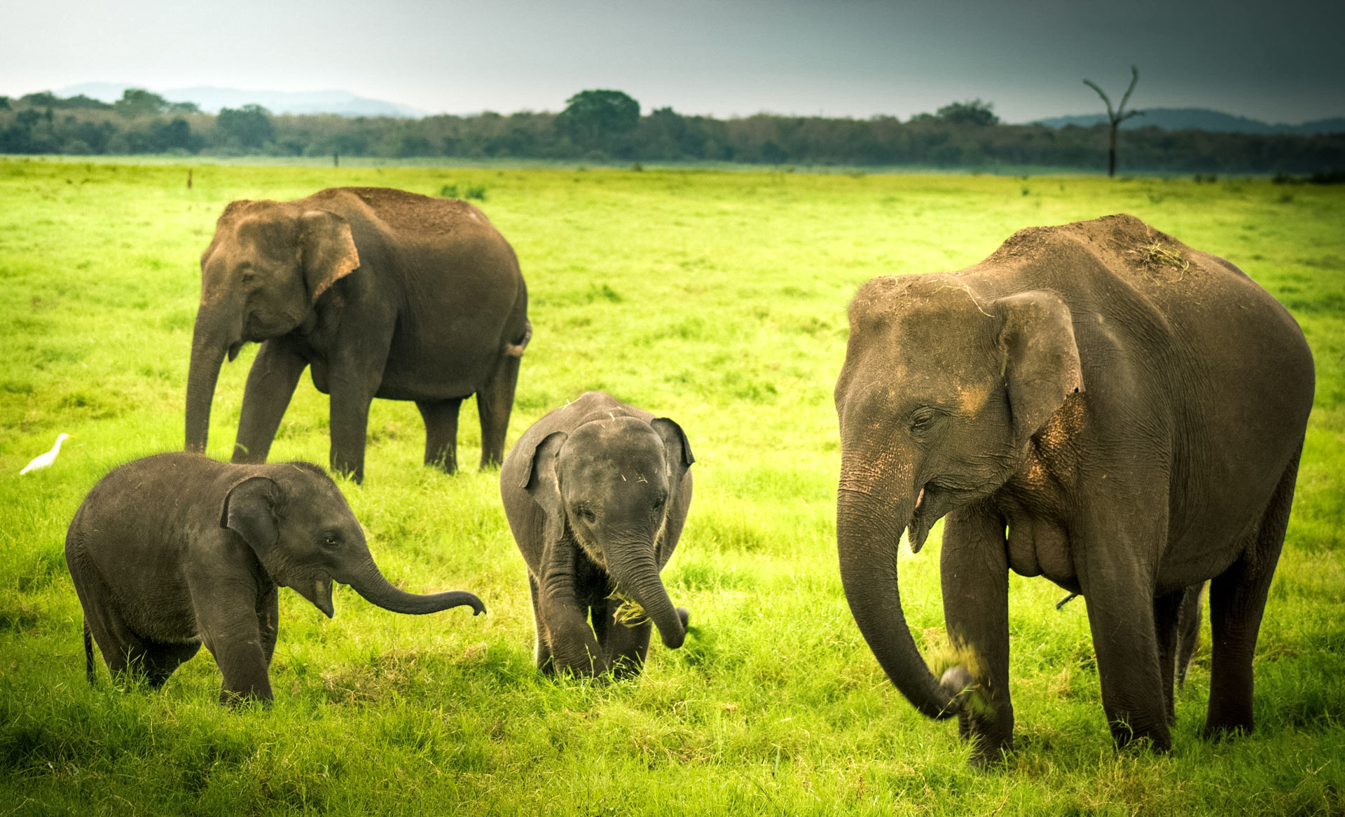 Elephants in Kaudulla - 10 days in Sri Lanka - Sri Lanka things to do