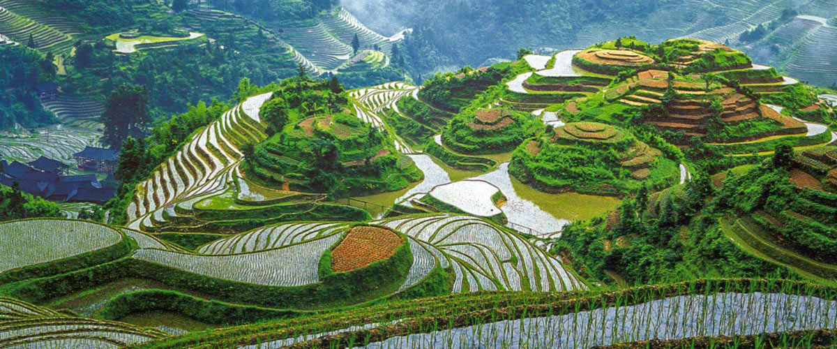 Longji rice paddy