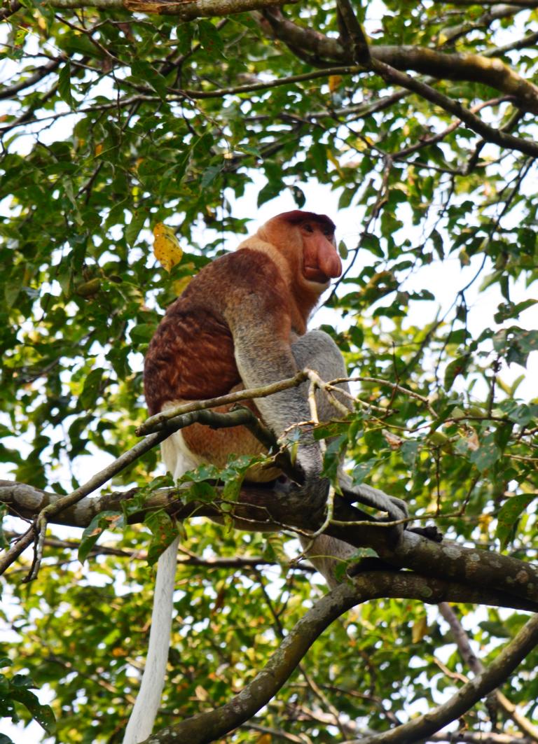 proboscis monkeys - 3 weeks in Borneo