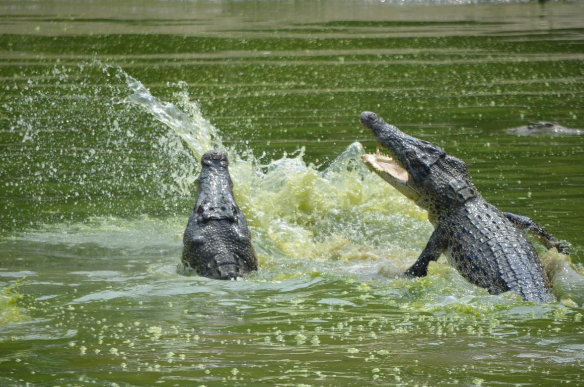 Jumping crocodiles on Borneo - best things to do in Borneo