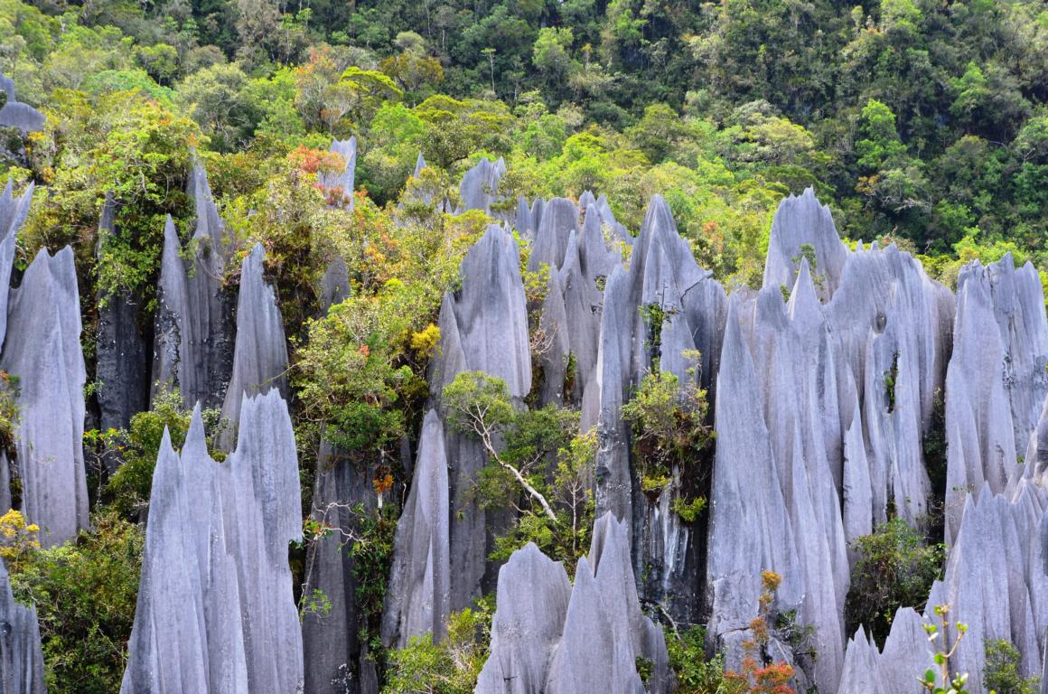 Natural paradise Borneo: The Pinnacles - things to do in Borneo - 3 week itinerary