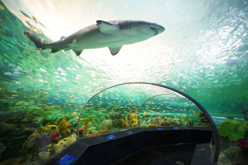 Toronto Ripley's Aquarium< - 3 days in Toronto - Toronto things to do