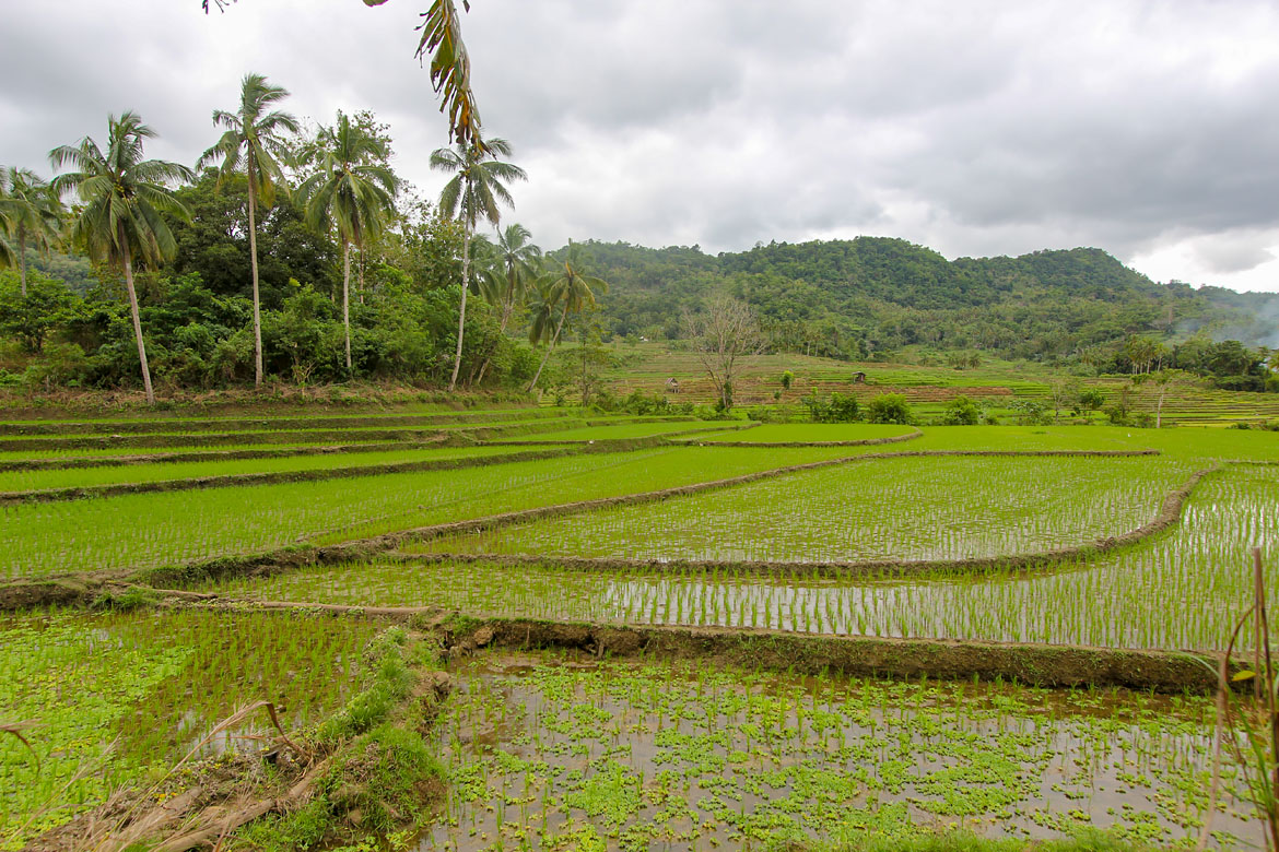 Pilar Rice Terraces - 3 Day Bohol Itinerary - Philippines