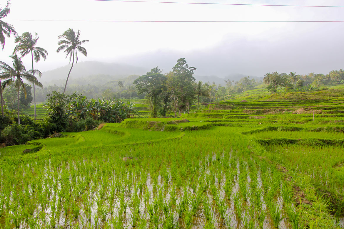 Rice fields on the road between Sierra Bullones and Jagna - 3 Day Bohol Itinerary - Philippines