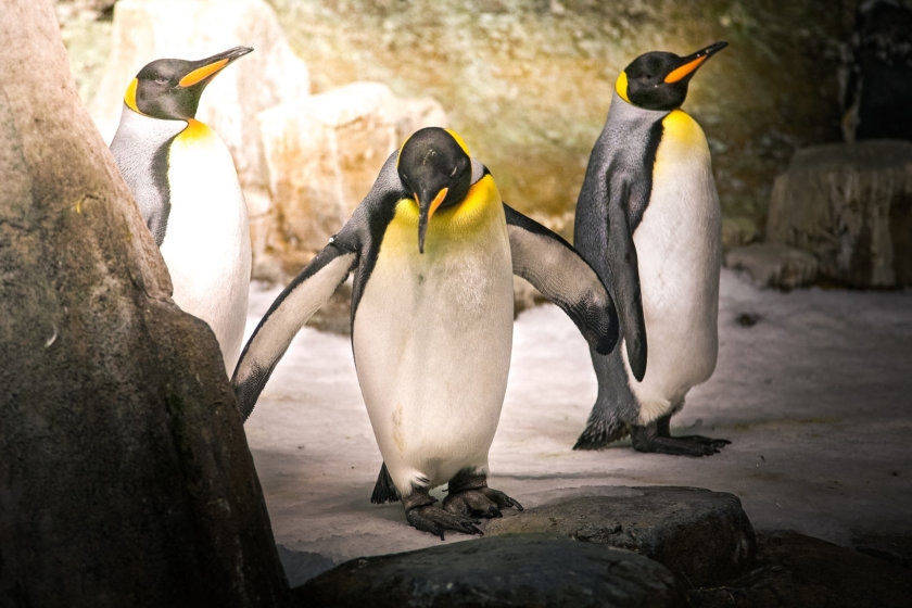 Penguins at the Montreal Biodôme - best things to do in Montreal - 3 day itinerary