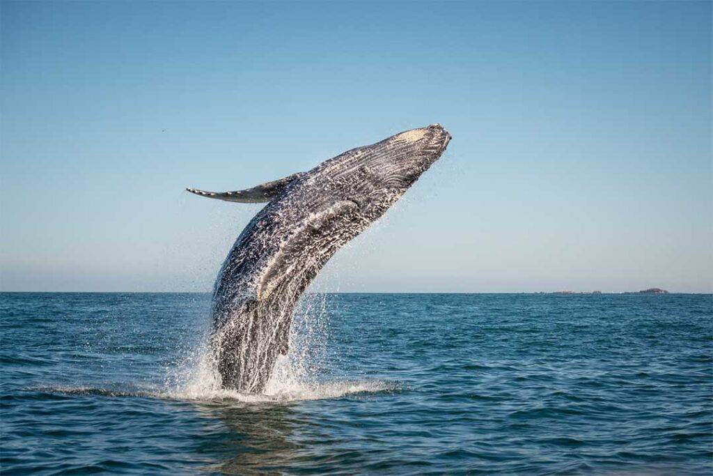 Tour-per-avvistare-le-balene-in-Islanda-1024x683-1