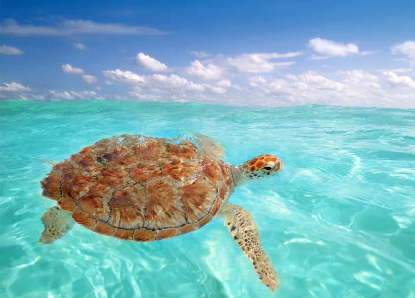 A turtle in Akumal, Yucatan itinerary