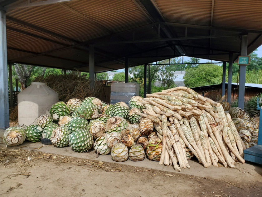 one thing to do in Oaxaca