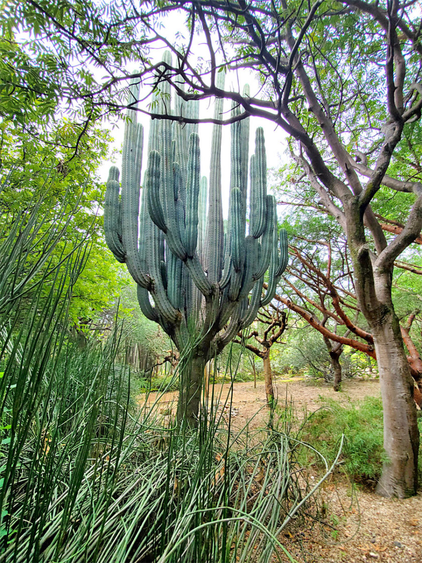 one thing to do in Oaxaca