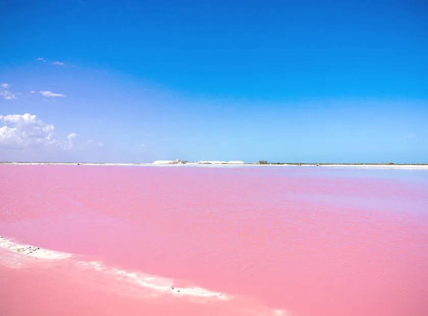  Coloradas in the Ria Lagartos reserve, Yucatan
