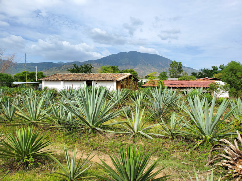 one thing to do in Oaxaca