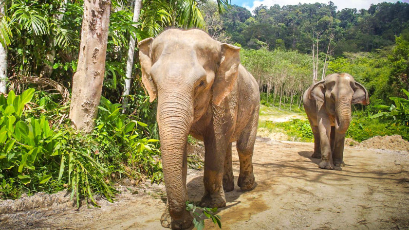 elephants in Thailand, Koh Lanta itinerary