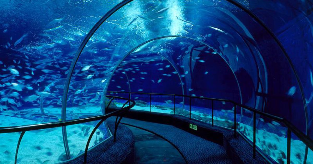 Shanghai Ocean Aquarium, best things to do in Shanghai