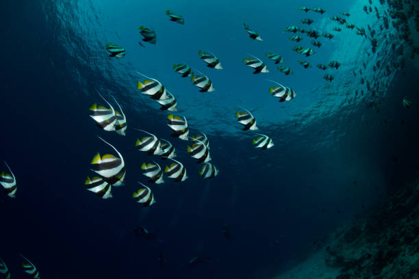 diving site in Mauritius