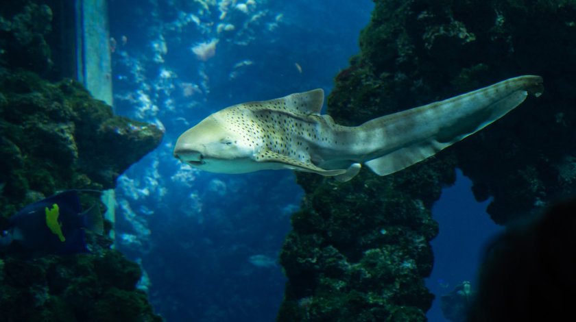 Oceanographic Museum, 1 day in Monaco