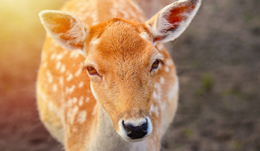 Paradise of Deer in Hengchun, Kenting itinerary 2 days