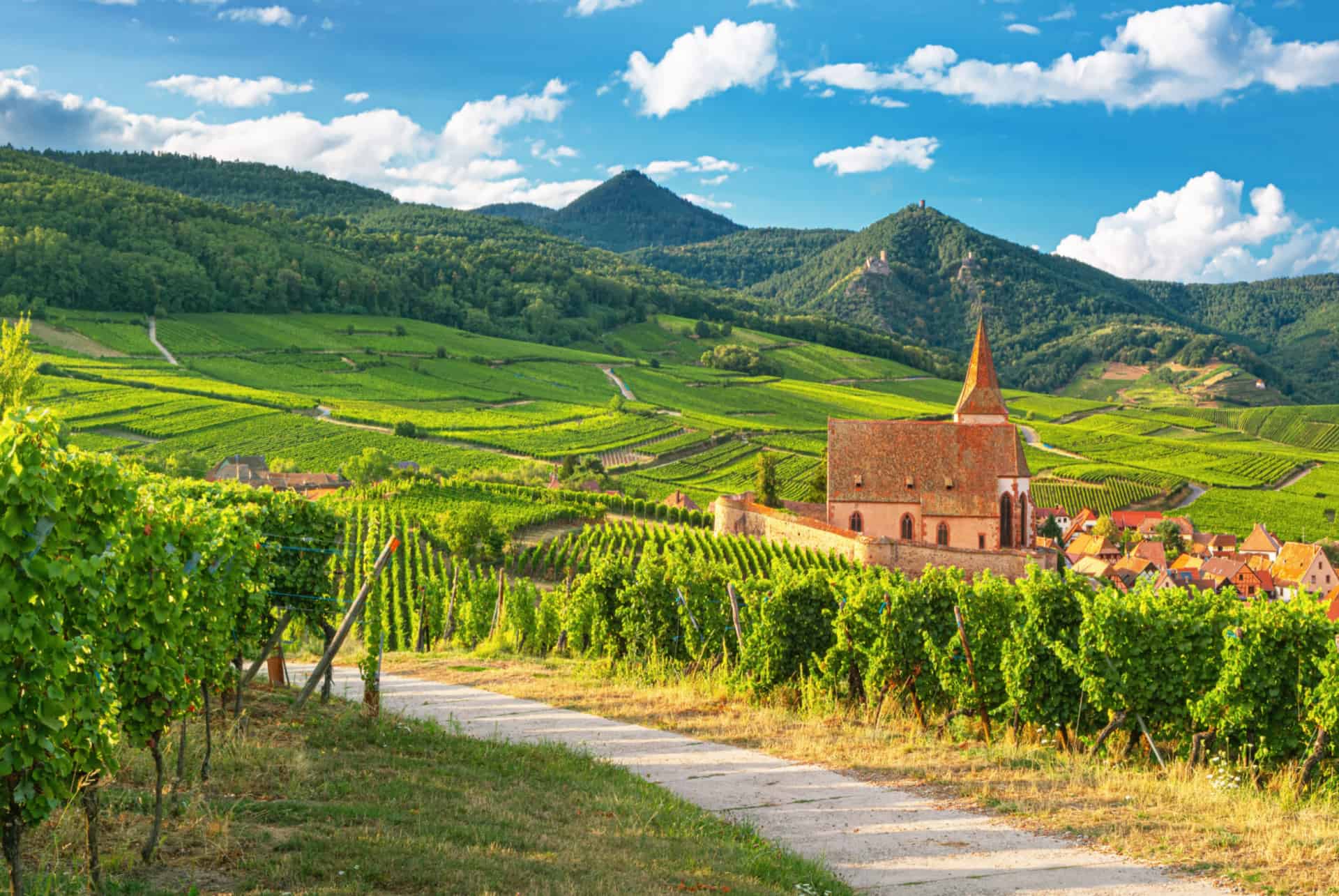 Vineyards of the Colmar Region