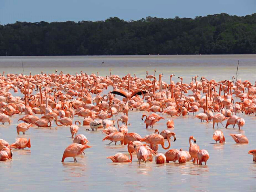 A colony of pink flamingos in the Celestun reserve.